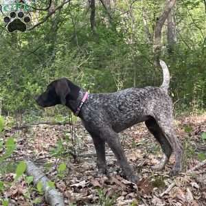 LADY GODIVA, German Shorthaired Pointer Puppy